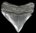 Serrated, Posterior Megalodon Tooth - Georgia #40634-1